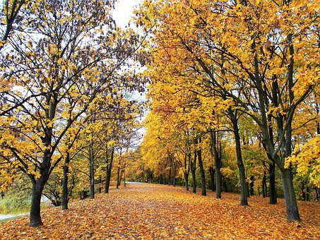 Free Autumn Leaves photo and picture