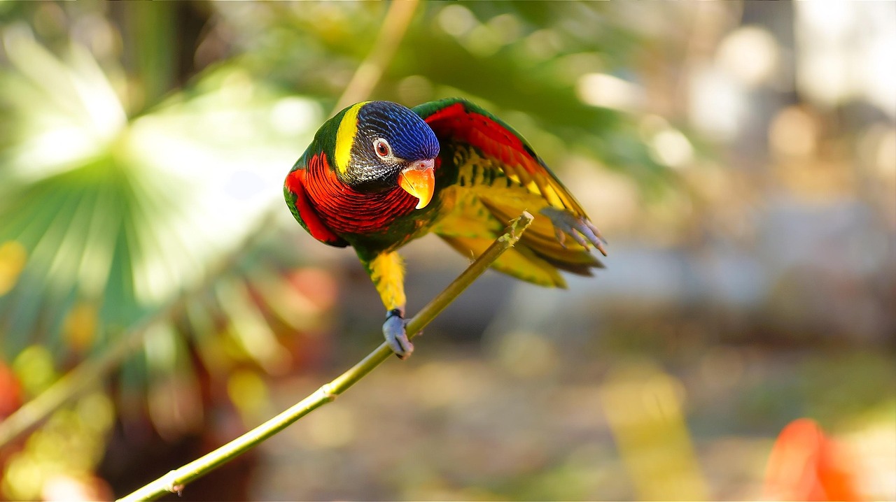 information about parrot bird information about parrot bird