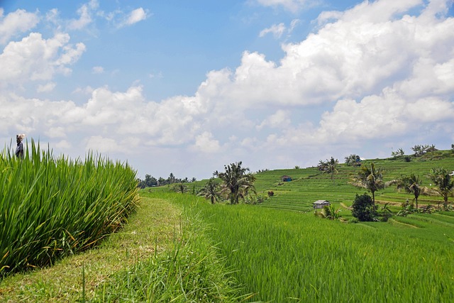 Bali, Indonezia, Voiaj, Terase De Orez