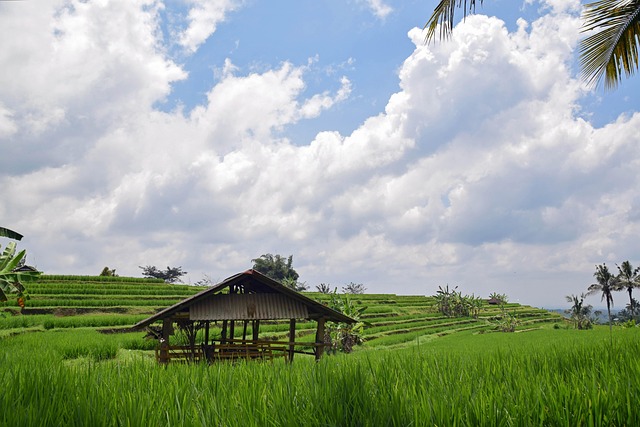 Bali, Indonezia, Voiaj, Terase De Orez