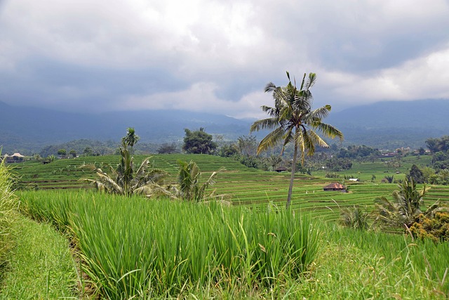 Bali, Indonezia, Voiaj, Terase De Orez