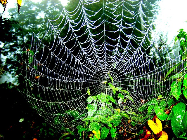Free Spider'S Web Leaves photo and picture