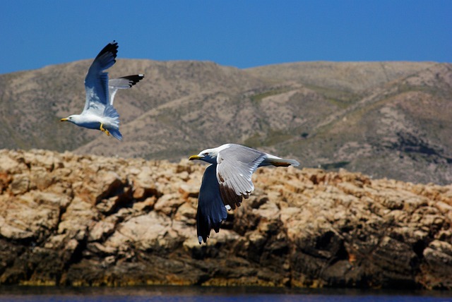 Free Sea Gulls photo and picture