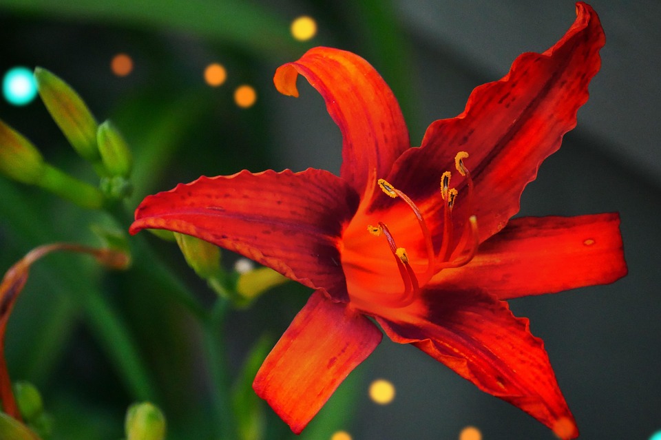 Röd Lilja Blomma - Gratis foto på Pixabay - Pixabay