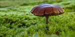 mushroom, moos, green