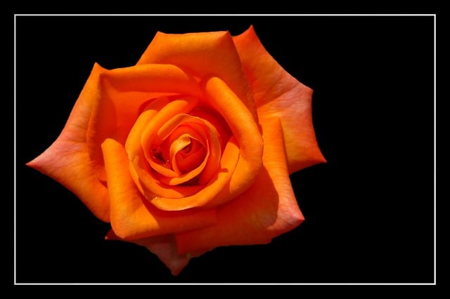 Free rose noble rose rose blossom illustration