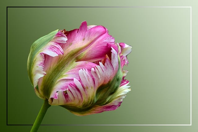 Download free HD stock image of Tulip Parrot Tulip Free tulip parrot tulip blossom illustration