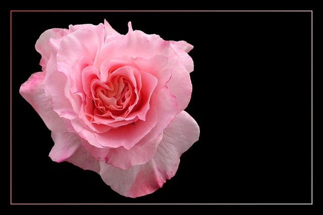 Free rose noble rose rose blossom illustration