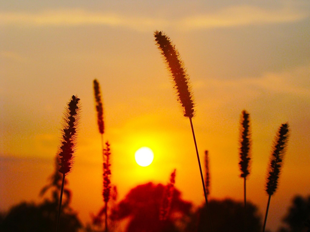 plants-1872228_1280.jpg
