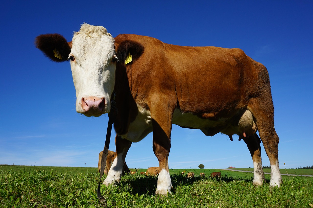 Cow Animal Bovine Free Photo On Pixabay Cow Animal Bovine Free Photo On Pixabay