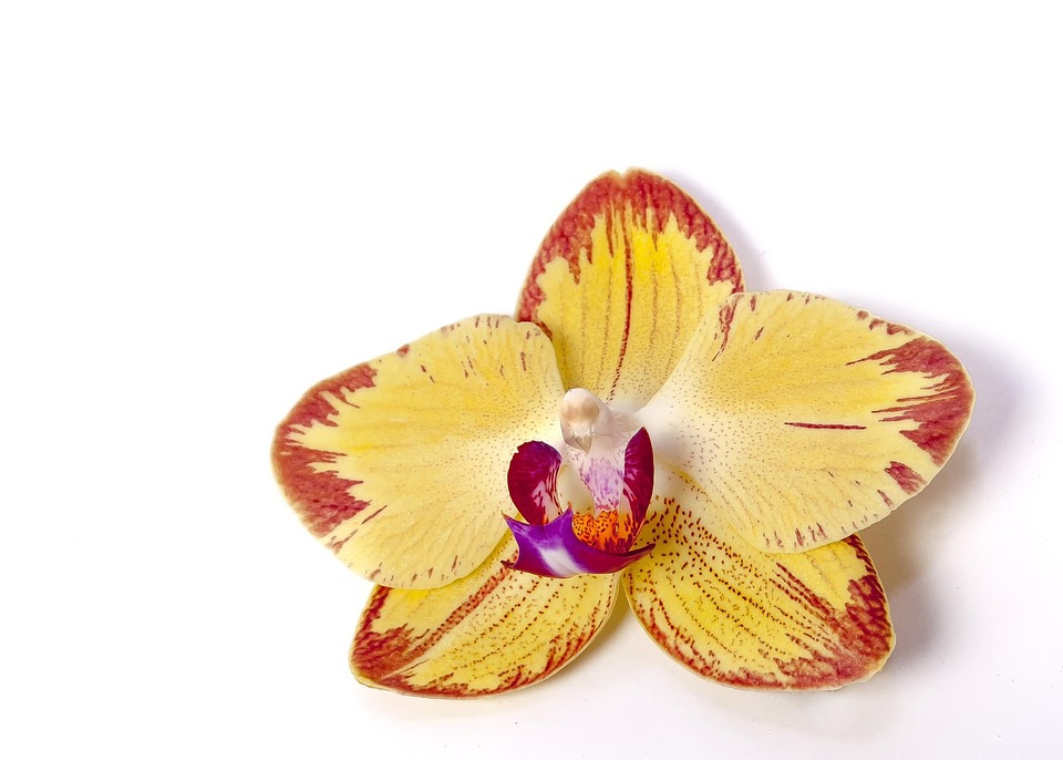phalaenopsis orchid free photo on pixabay