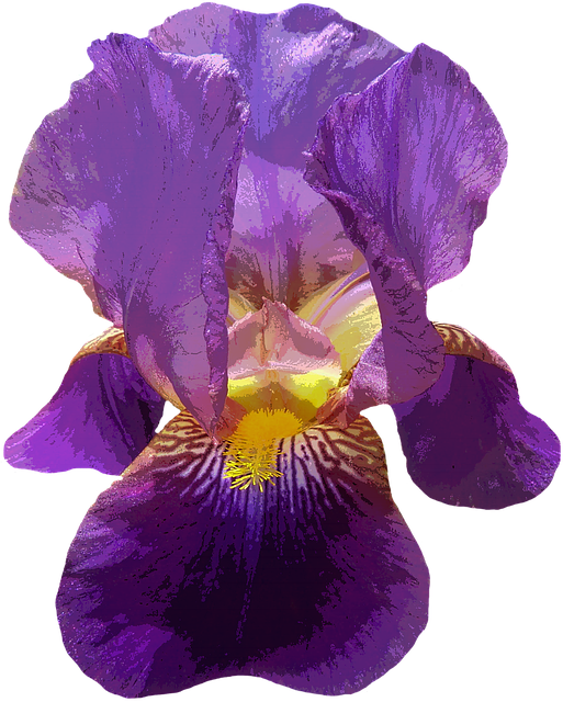 Free iris blossom bloom illustration