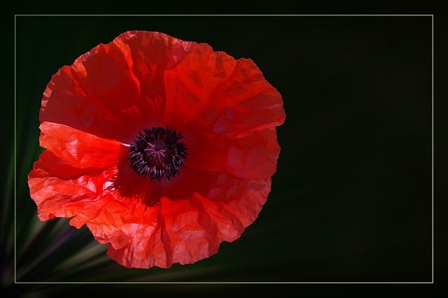Free poppy poppy flower red illustration