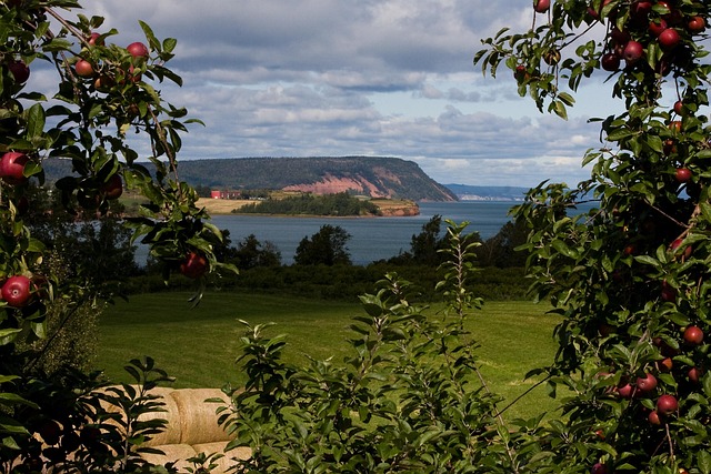 Blomidon, Nova Scotia, Æbler, Frugthave