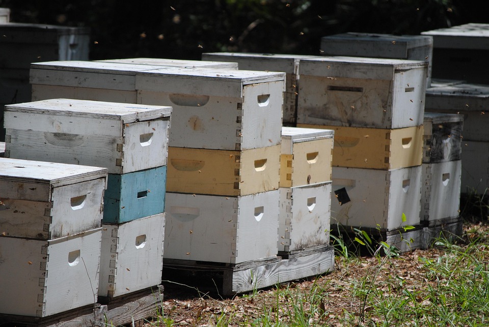 Beehives Honeybee Bee - Free photo on Pixabay - Pixabay