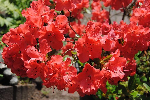 Free Summer Flower Red photo and picture