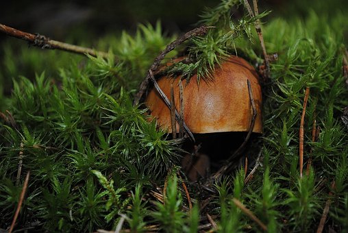 Pilz, Windows Wallpaper