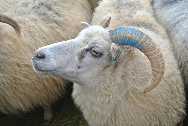 Free Sheep Herding Shepherding photo and picture