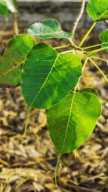 Free Bodhi Leaves Awakening photo and picture