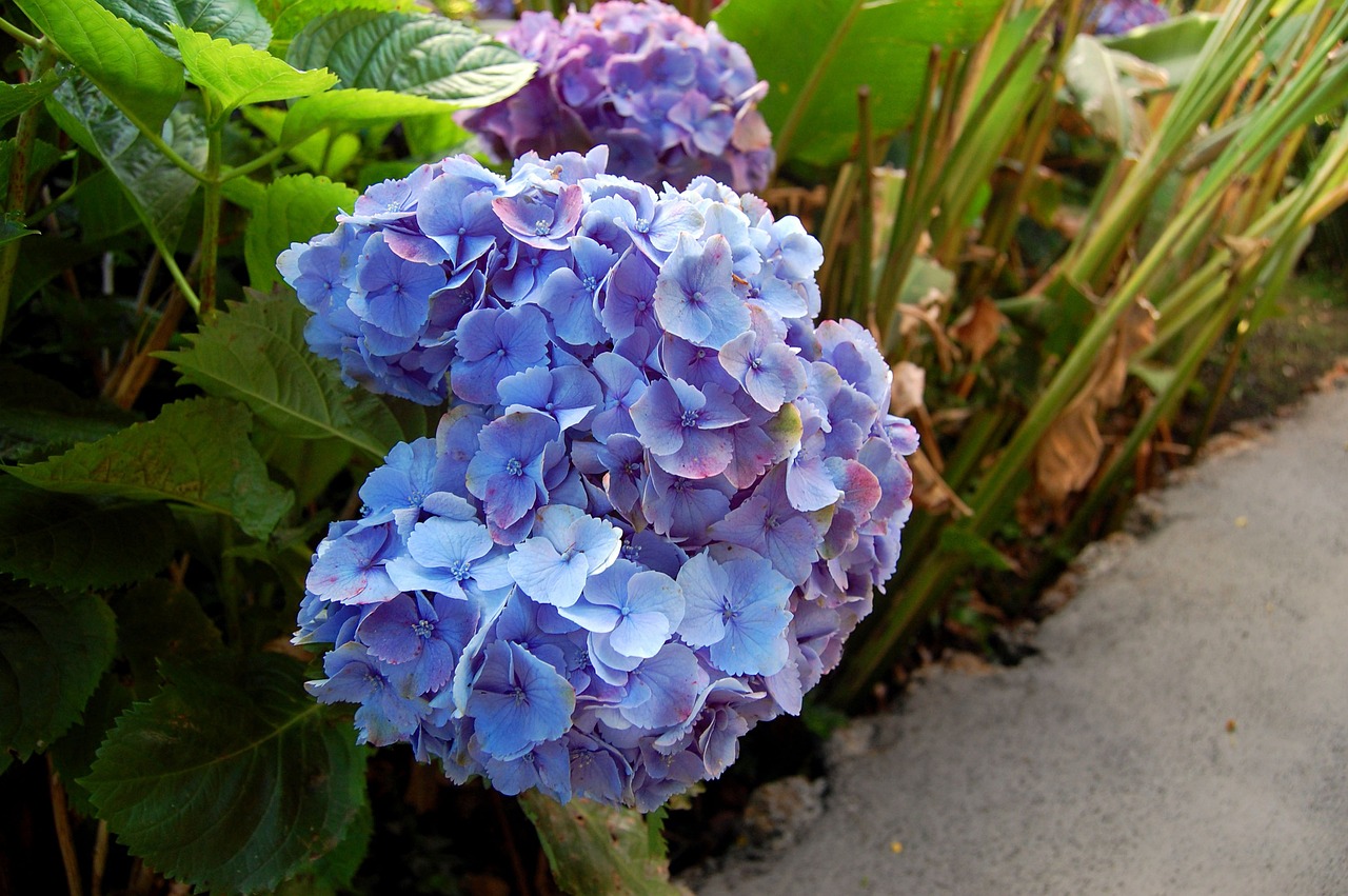 Hortensien Blume Blaue Kostenloses Foto auf Pixabay