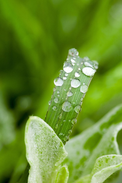 Free Weed Water Drops photo and picture