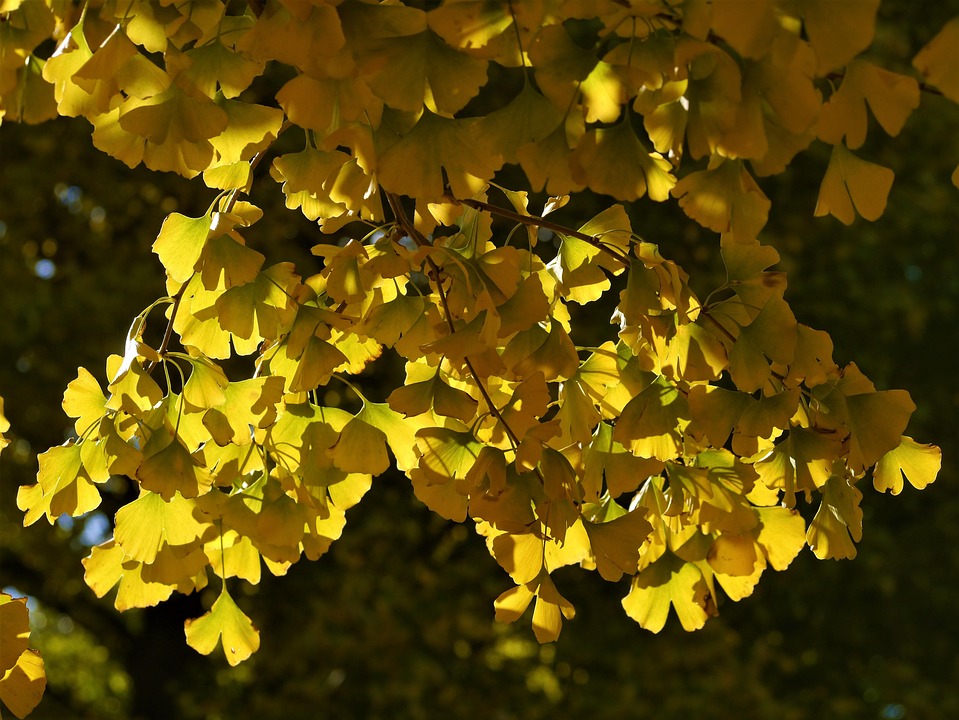 Yellow Leaves Gingko Tree Ginkgo - Free photo on Pixabay