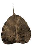 bodhi, leaf, wilted