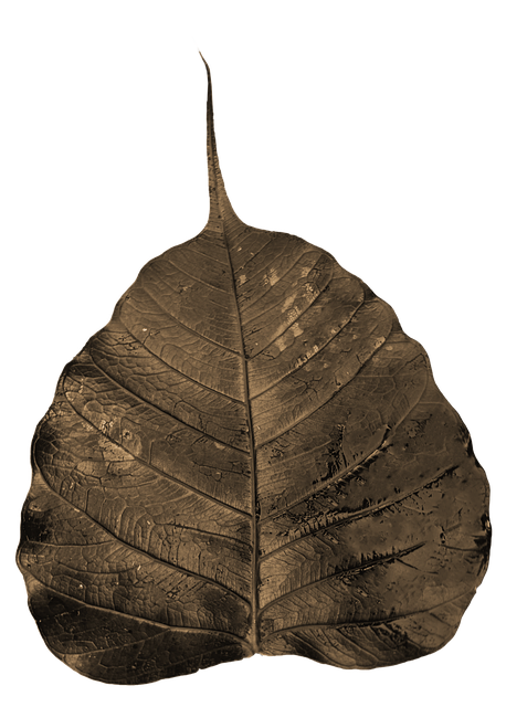 Free bodhi leaf wilted illustration