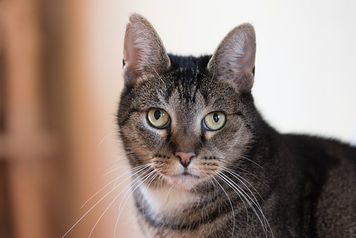 Free Cat Attentive photo and picture