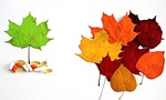 leaves, frisch, green