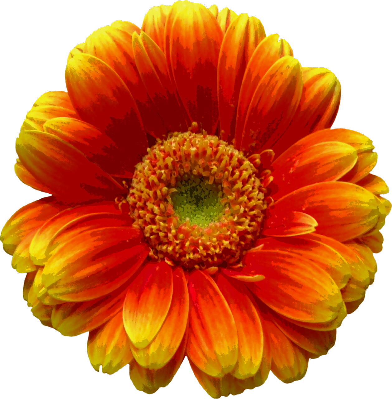 4.000+ kostenlose Sommerblumen und Natur-Bilder - Pixabay