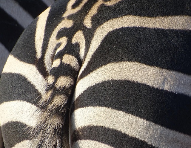 Zebra, Animal, Listrado