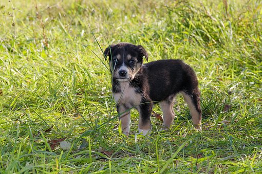 Hund, Baby, Hundehvalp, Baby Dyr, Dyr