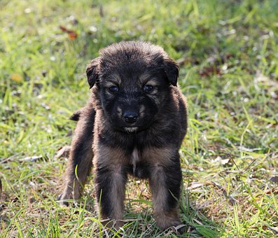 Hund, Baby, Hundehvalp, Baby Dyr, Dyr