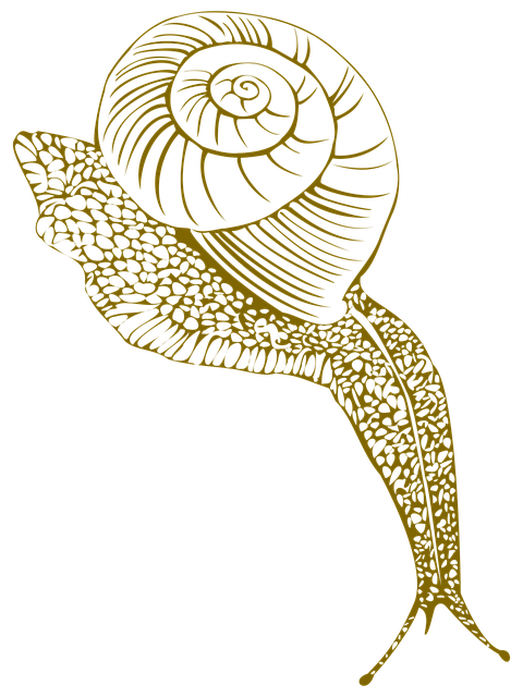 Free snails conch shell moist illustration