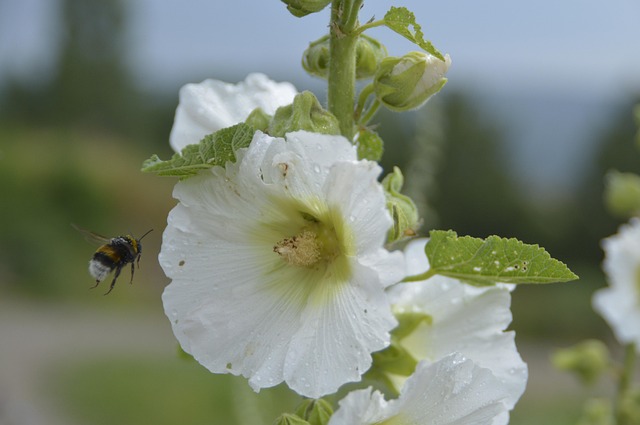 Free Bumblebee Blossom photo and picture