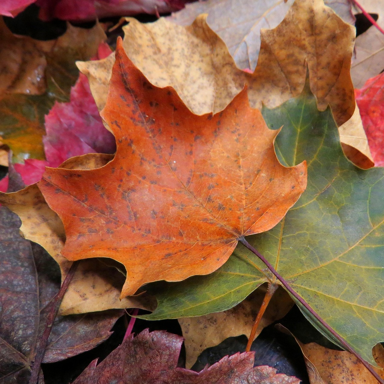 枫 叶子 树叶 - Pixabay上的免费照片 - Pixabay