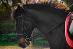 horse, andalusians, spanish
