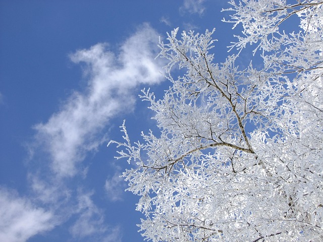 Free Winter Birch photo and picture