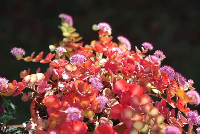 Free Plant Sedum Sieboldii photo and picture