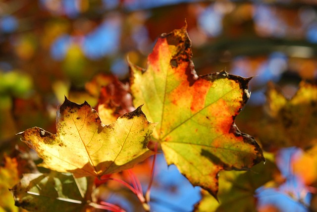 Free Fall Leaf photo and picture