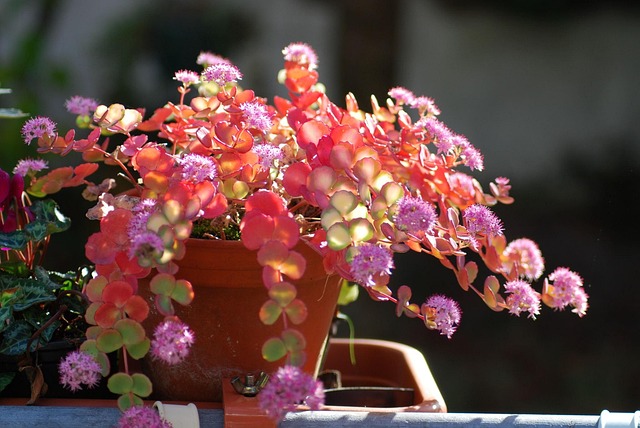 Free Sedum Sieboldii Crassulaceae photo and picture