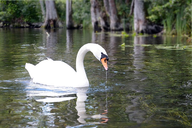 Free Swan Masuria photo and picture