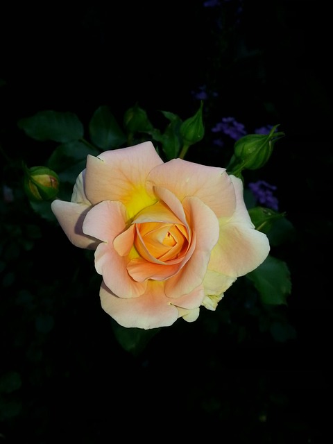 Free Rose Flower Wallpaper photo and picture