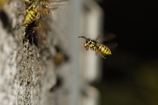 Free Wasp Nest Compound Eye photo and picture