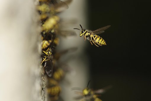 Free Wasp Nest Compound Eye photo and picture