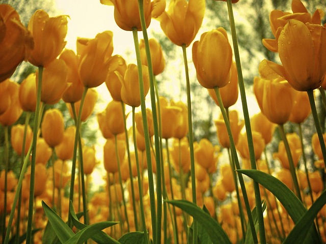 Free Tulip Flower photo and picture