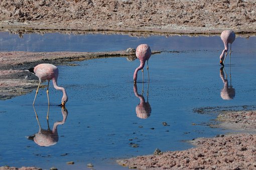 Free Atacama Chili photo and picture