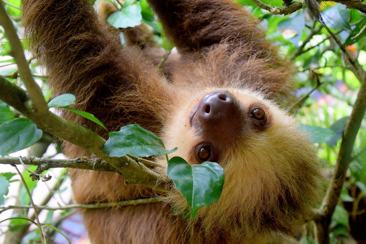 200 Free Linnaeuss Twotoed Sloth Sloth Images Pixabay 200 Free Linnaeuss Twotoed Sloth Sloth Images Pixabay