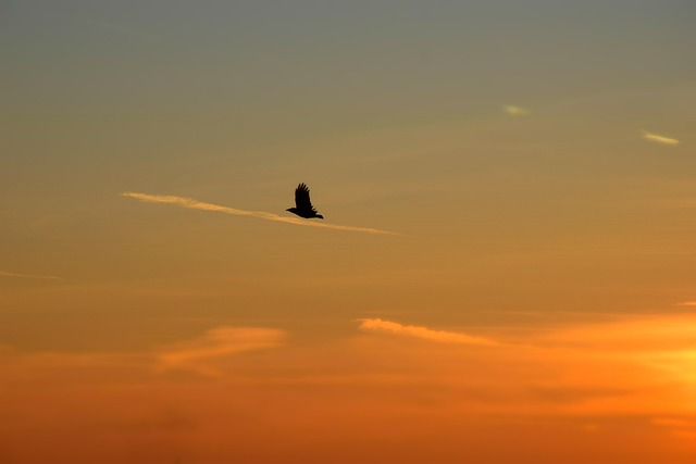 Free Background Free Wallpaper photo and picture